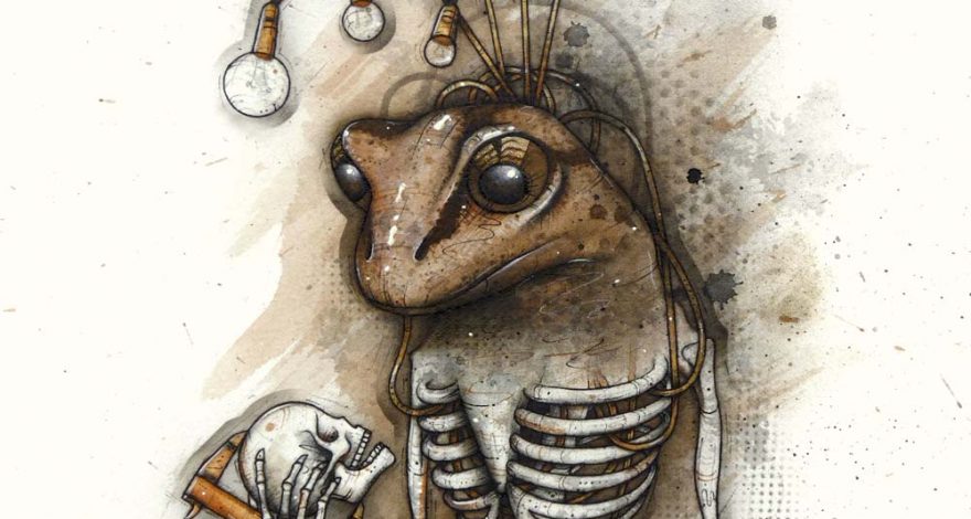 A skeletal Maud Island frog with headlamps and calipers