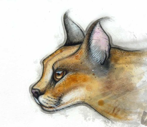 A caracal big cat painted study
