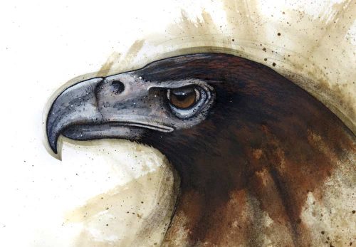 An eagle bird painted study