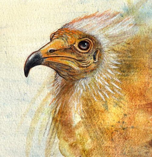An Egyptian vulture bird painted study