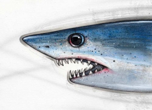 A mako shark painted study