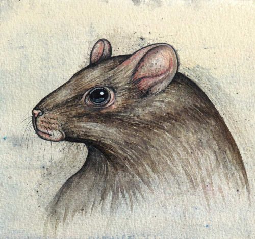 A rat head painted study