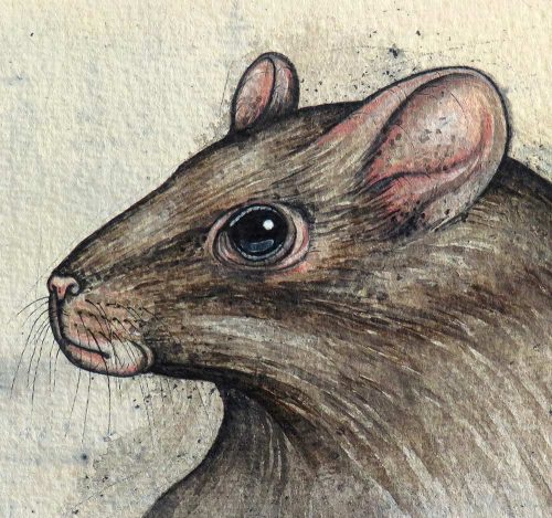 A rat head painted study