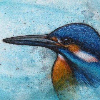 A New Zealand sacred kingfisher bird painted study
