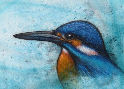 A New Zealand sacred kingfisher bird painted study