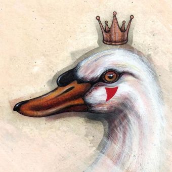 A crowned white swan head bird study