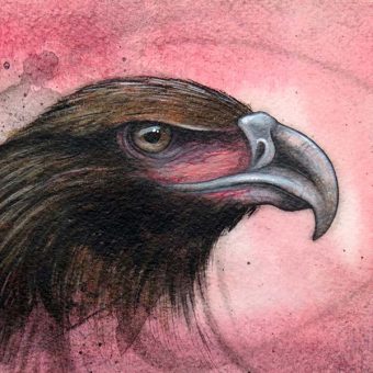 An Australian wedge tailed eagle bird painted study