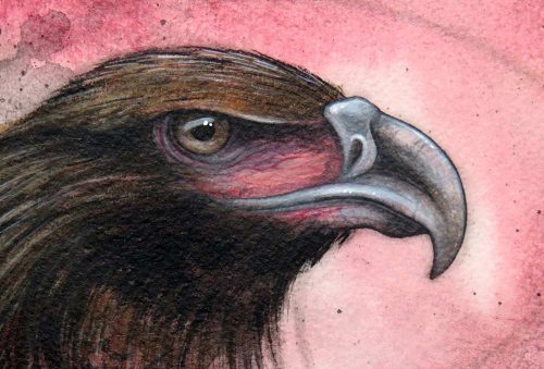 An Australian wedge tailed eagle bird painted study
