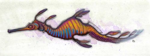 A weedy seadragon study in bright pinks oranges and blues
