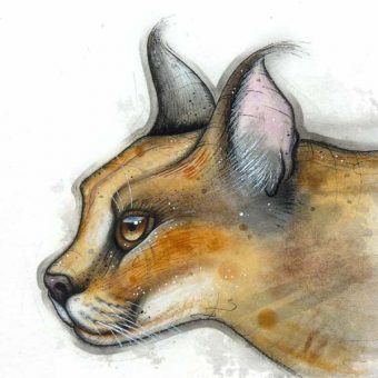 A caracal big cat painted study