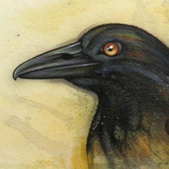 A painted study of a Currawong Australian bird