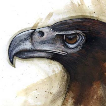 An eagle bird painted study