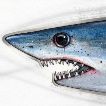 A mako shark painted study