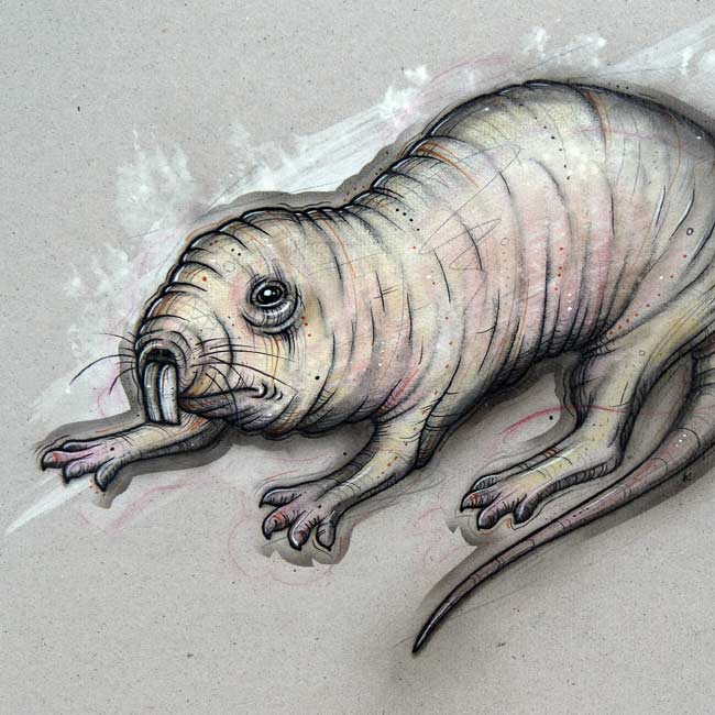 A naked mole rat study